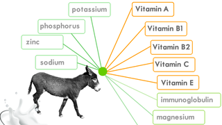 Laptele de măgăriță
