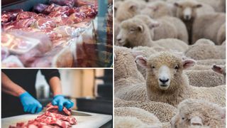 carne carne de oaie carne de miel om care taie carne carne in vitrina