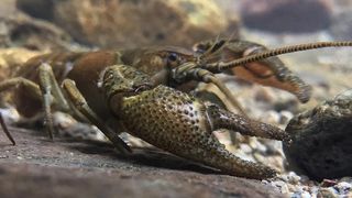 Animalul care trăiește doar &icirc;n Rom&acirc;nia. Este uluitor cum arată