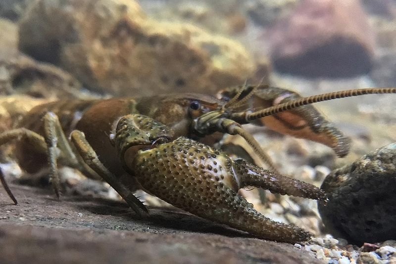 Animalul care trăiește doar în România. Este uluitor cum arată