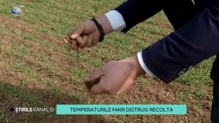 VIDEO - Temperaturile mari distrug recolta. Fermierii sunt &icirc;ngrijorați din cauza culturilor