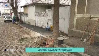 VIDEO- Trotuarul din Galați a fost asfaltat cu tot cu copaci. Oamenii sunt revoltați: "Treabă românească!"