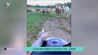 VIDEO - Concert inedit susținut pe... c&acirc;mp. Văcuțele s-au bucurat de muzică
