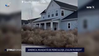 VIDEO- America, acoperită de valuri de buruieni invazive. Imagini spectaculoase cu fenomenul meteo surprinzător și periculos