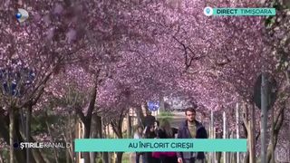 VIDEO - Au &icirc;nflorit cireșii de pe Aleea Iubirii din Timișoara. Oamenii vor să facă ședințe foto de neuitat