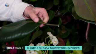 VIDEO - Plantele din casă, toxice pentru patrupezi. Cum pot fi feriți micii necuv&acirc;ntători de aceste pericole?
