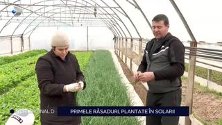 VIDEO - S-au plantat primele răsaduri. Fermierii se pregătesc pentru producția de Paște