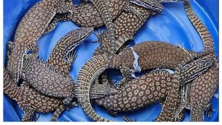 Animale aeroport Thailanda