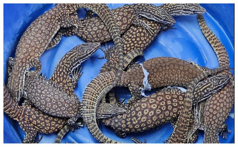 Animale aeroport Thailanda