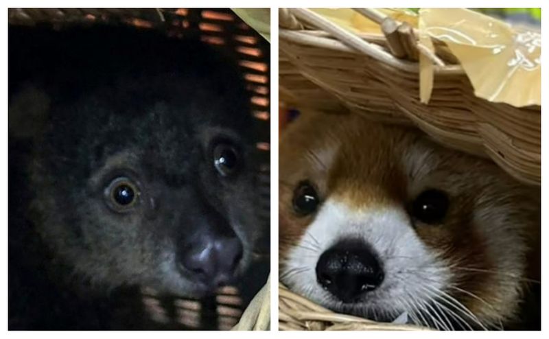 Animale aeroport Thailanda