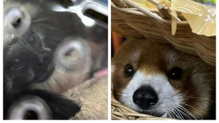 Descoperire șocantă pe aeroportul din Thailanda! 87 de animale protejate au fost confiscate