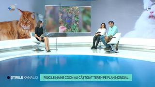 VIDEO - Pisicile Maine Coon au câștigat teren pe plan mondial. Felinele participă la diferite concursuri