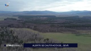 VIDEO- Se fură seva de mesteacăn din rezervația naturală din Covasna. Autoritățile nu reușesc să identifice hoții