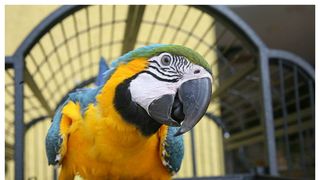 Alertă boala papagalului