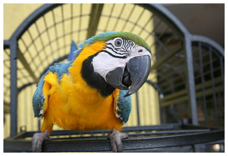 Alertă boala papagalului