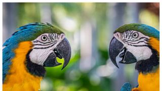 Alertă boala papagalului