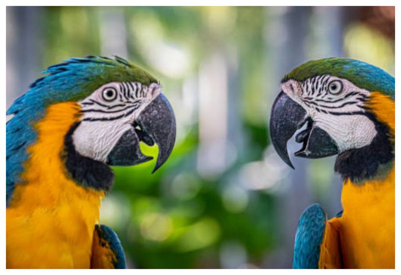 Alertă boala papagalului