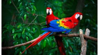 Alertă globală! Boala Papagalului face ravagii în Europa