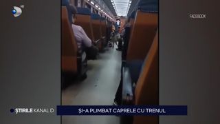 VIDEO- Situație tragi-comică într-un tren care se îndrepta spre Capitală. Alături de pasageri au călătorit mai multe capre, timp de 10 ore