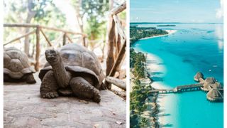 Alertă &icirc;n Zanzibar! Opt copii au &icirc;ncetat din viață, după ce au m&acirc;ncat carne de broască ţestoasă