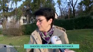 VIDEO-Ghioceii, vedete &icirc;n Grădina Botanică. Oamenii au profitat de temperaturile bl&acirc;nde și au ieșit la plimbare. ,,De la frig am ajuns aici &icirc;ntr-o zi superbă''