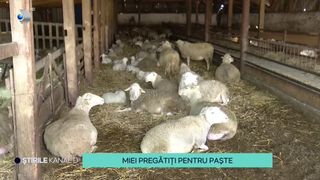 VIDEO-Vești bune pentru rom&acirc;ni! Care va fi prețul unui kilogram de miel, &icirc;n acest an