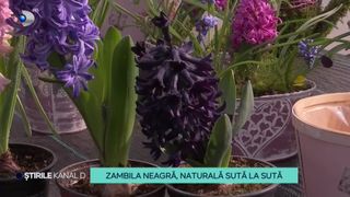 VIDEO-A apărut zambila neagră! Floarea aparte nu a fost colorată artificial și are un parfum special