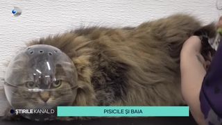 VIDEO-Feline curajoase, celebre pentru calmitatea cu care stau la spălat. Ce părere au veterinarii despre îmbăierea pisicilor