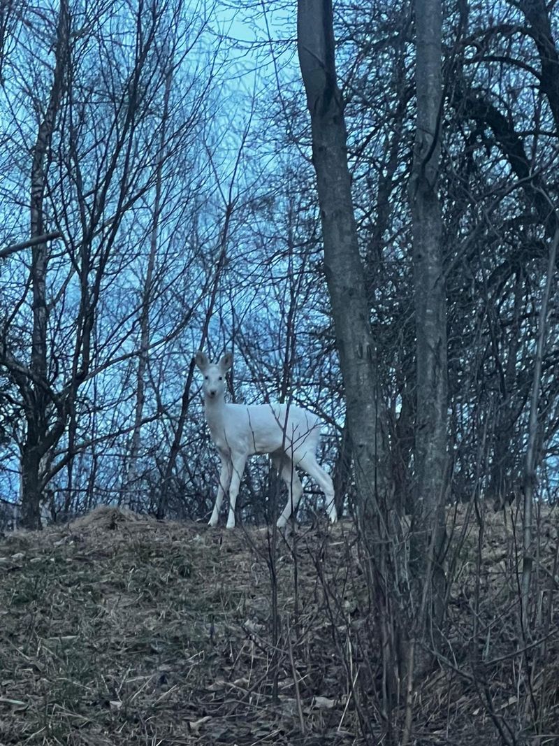 Caprioara albă, extrem de rară în România