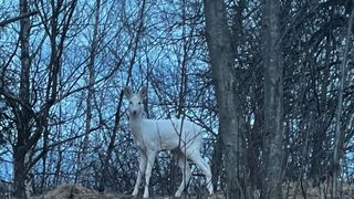 Caprioara albă, extrem de rară &icirc;n Rom&acirc;nia