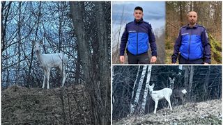 Momentul inedit surprins de jandarmii brașoveni! Imaginile extrem de rare au devenit virale