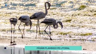 VIDEO-Păsări flamingo, surprinse pe litoral. Acestea au oferit un spectacol excepțional pe Lacul Techirghiol, spre bucuria fotografilor