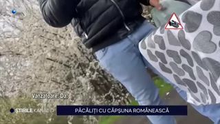 VIDEO-Păcăliți cu căpșuni românești! Cât au ajuns să coste căpșunile vândute la marginea străzii