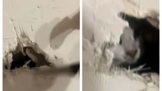 Pisică zidită perete