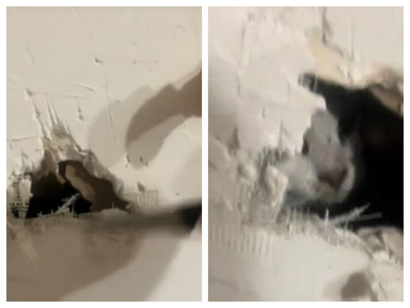 Pisică zidită perete