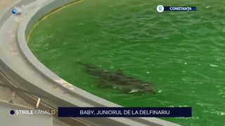 VIDEO-Primul pui de delfin născut &icirc;n captivitate, junior la delfinariu. Nașterea lui Baby i-a surprins chiar și pe &icirc;ngrijitori