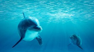 S-a născut primul pui de delfin de la Delfinariul Constanța! Baby a venit pe lume pe 8 martie