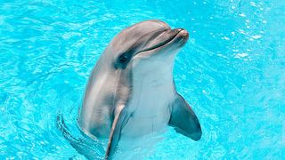 delfin