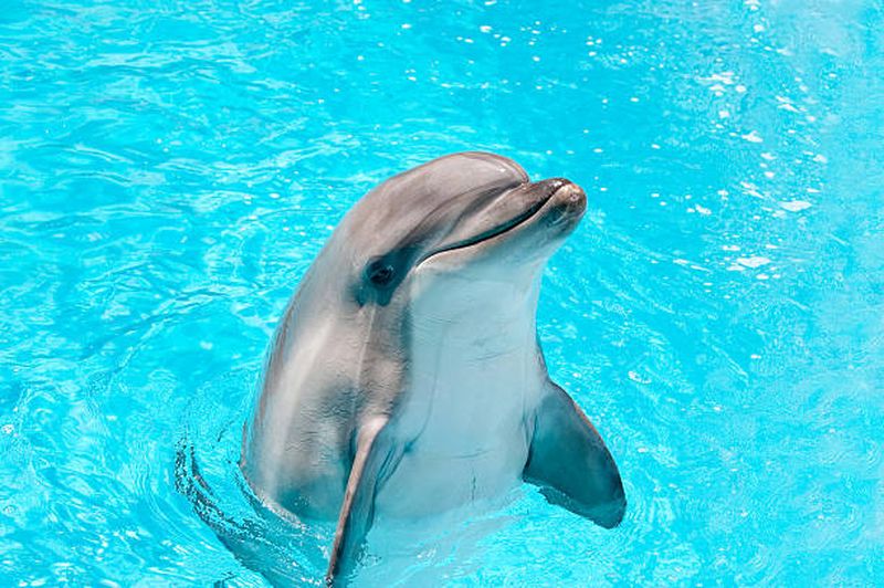 delfin
