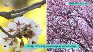 VIDEO-Sfinții de Gheață amenință pomii &icirc;nfloriți. Pomicultorii, din ce &icirc;n ce mai &icirc;ngrijorați