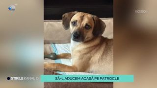VIDEO: Să-l aducem acasă pe Patrocle! Povestea impresionantă a cățelului pierdut &icirc;n Capitală