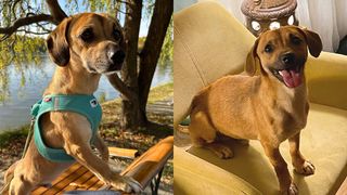 Cine este Patrocle, cățelușul căutat de toată lumea? Mesajul disperat de dor:  "Hai să ne vedem mâine, oriunde, unde vrei tu, în București"