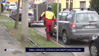 VIDEO-Sibiu, orașul copacilor dreptunghiulari.  Copacii de pe o stradă din oraș vor fi toaletați &icirc;ntr-o formă inedită