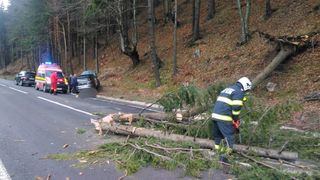 copac prabusit peste masina