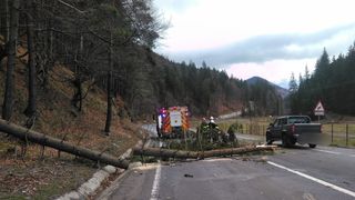 copac prabusit peste masina