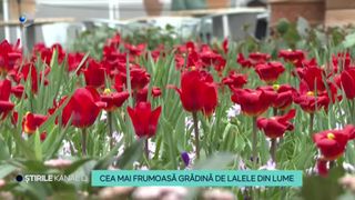 VIDEO-Cea mai frumoasă grădină de lalele din lume. Un adevărat paradis floral &icirc;și așteaptă zilele acestea vizitatorii &icirc;n Olanda