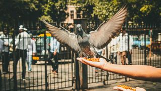Hrănirea porumbeilor, periculoasă și din punct de vedere financiar