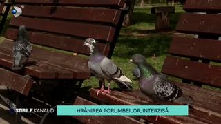 VIDEO-Hrănirea porumbeilor, interzisă. Care este, de fapt, motivul pentru care autoritățile au demarat acest proiect