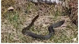 Vipere trasee montane