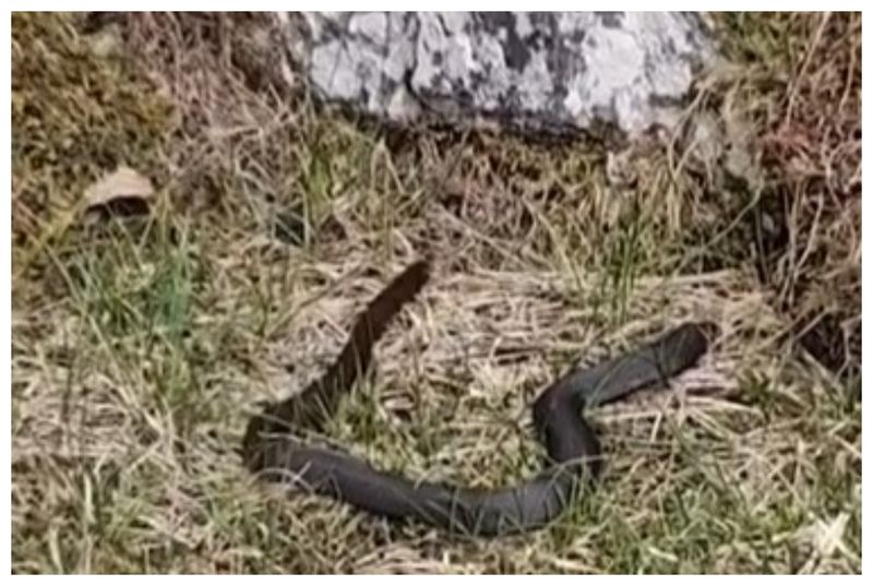 Vipere trasee montane